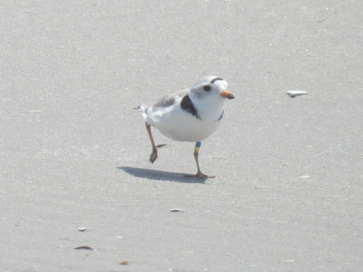 Piping Plover - ML619547215