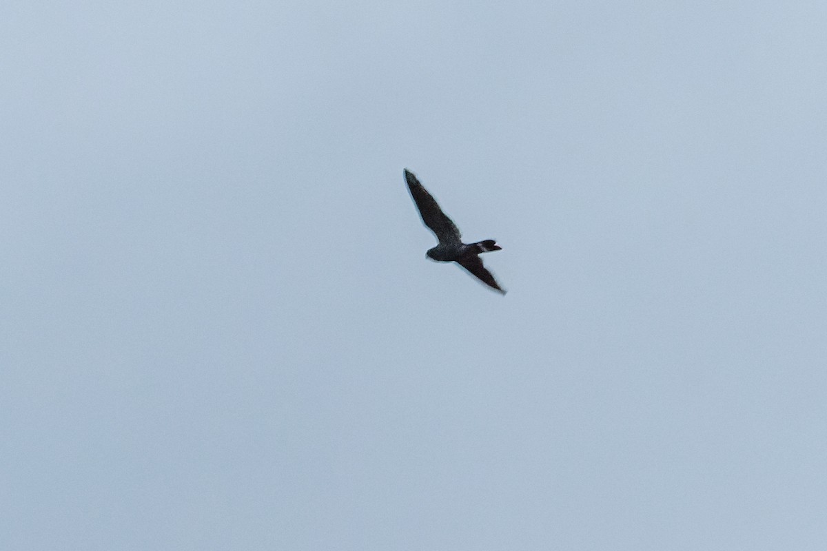 Band-tailed Nighthawk - ML619547217