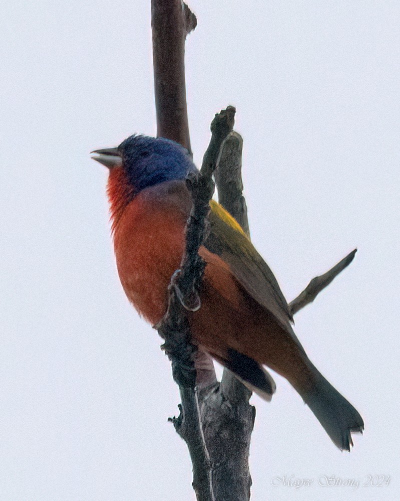 Painted Bunting - ML619547269