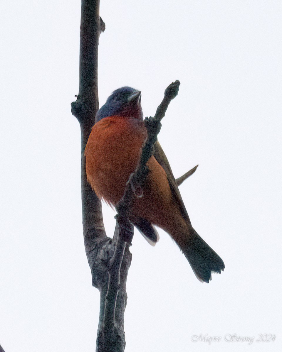 Painted Bunting - ML619547270