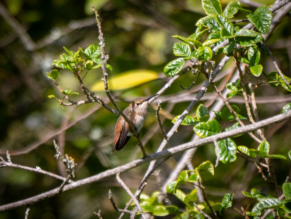 Rufous/Allen's Hummingbird - ML619547297
