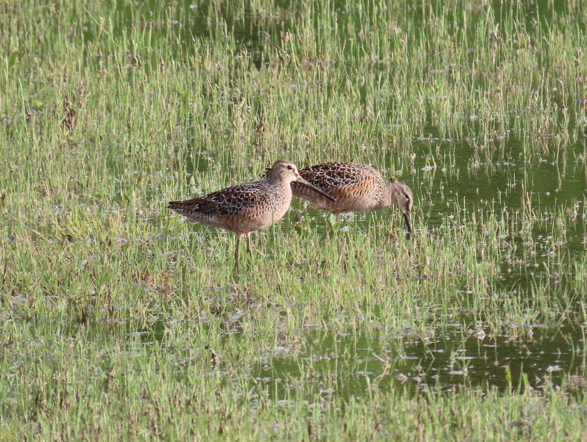 Long-billed Dowitcher - ML619547405