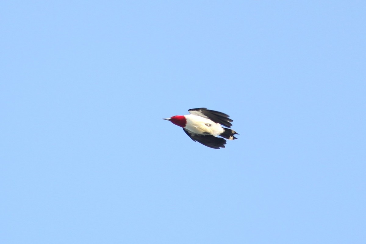 Red-headed Woodpecker - ML619547430