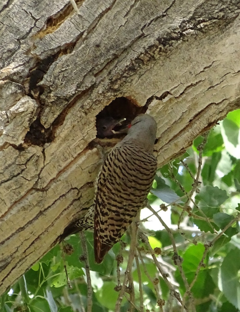 Northern Flicker (Red-shafted) - ML619547476