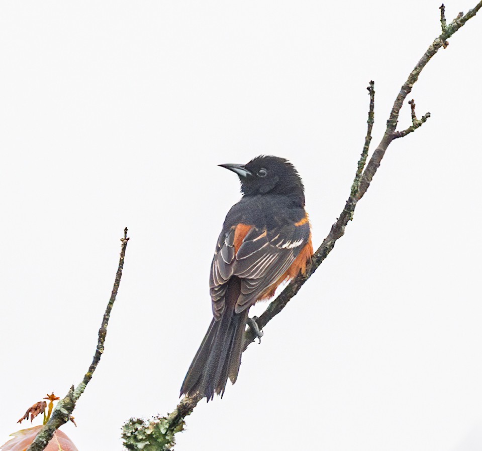 Orchard Oriole - ML619547488