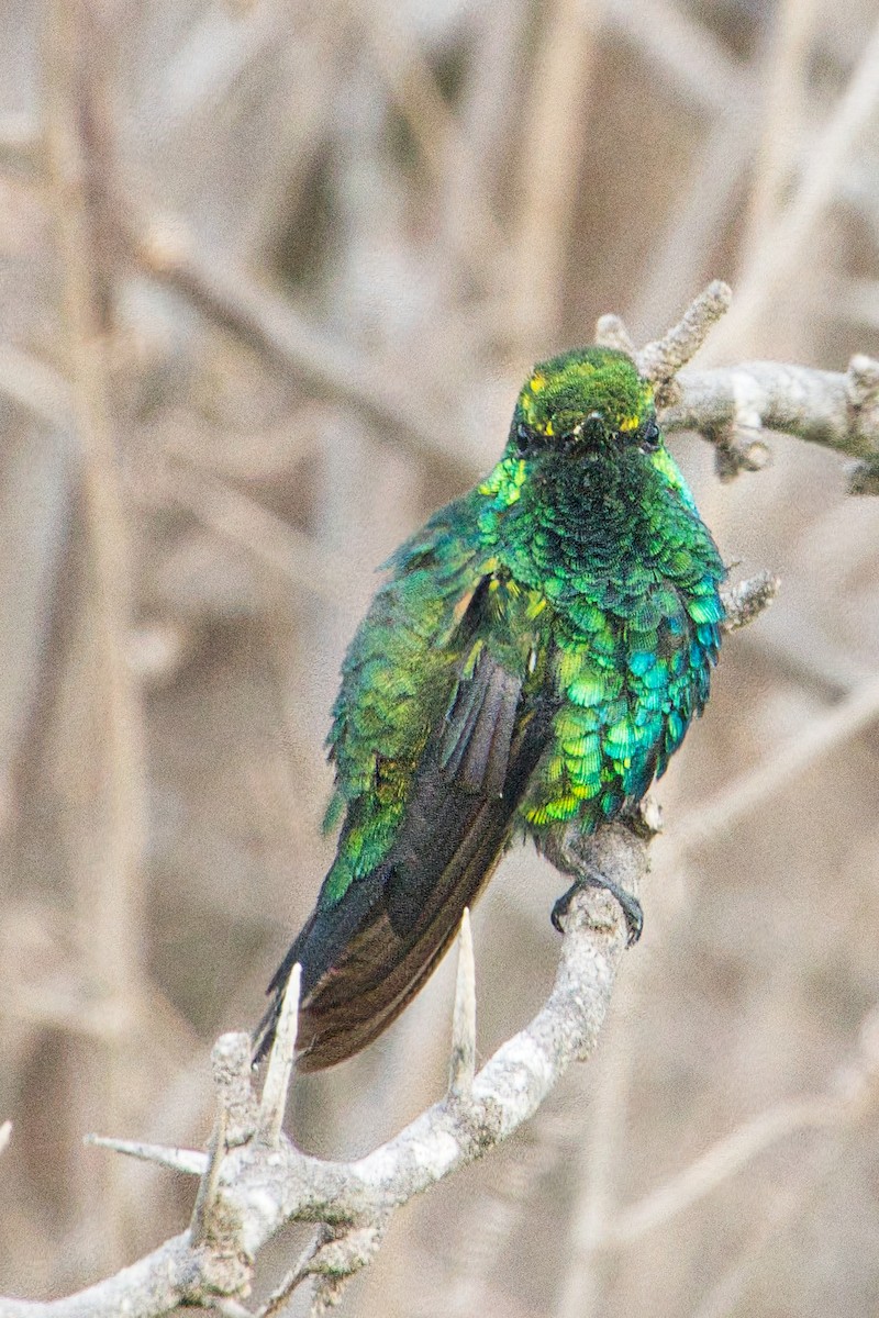 Blue-tailed Emerald - ML619547569