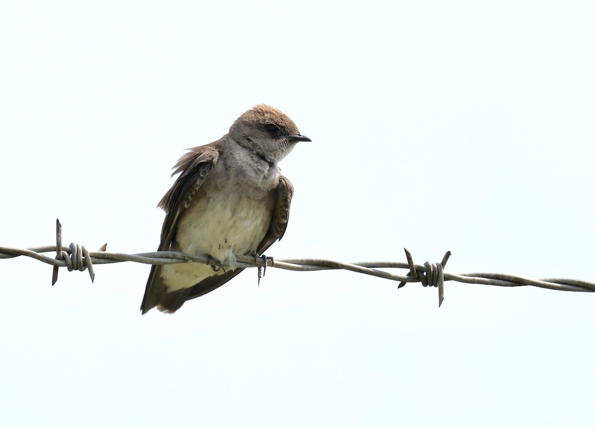 Northern Rough-winged Swallow - ML619547583