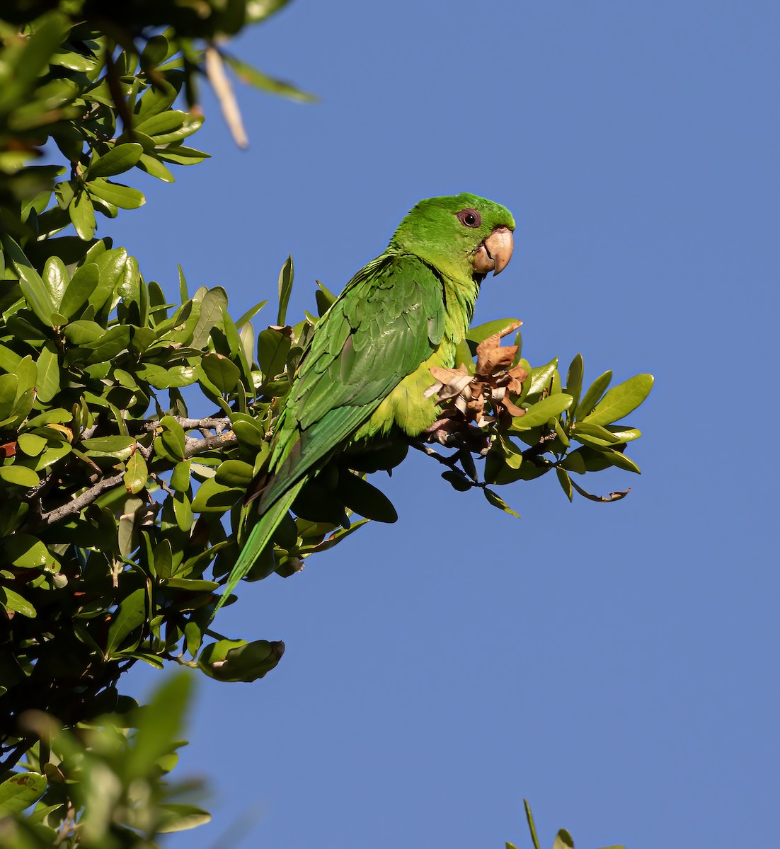Green Parakeet - ML619547588