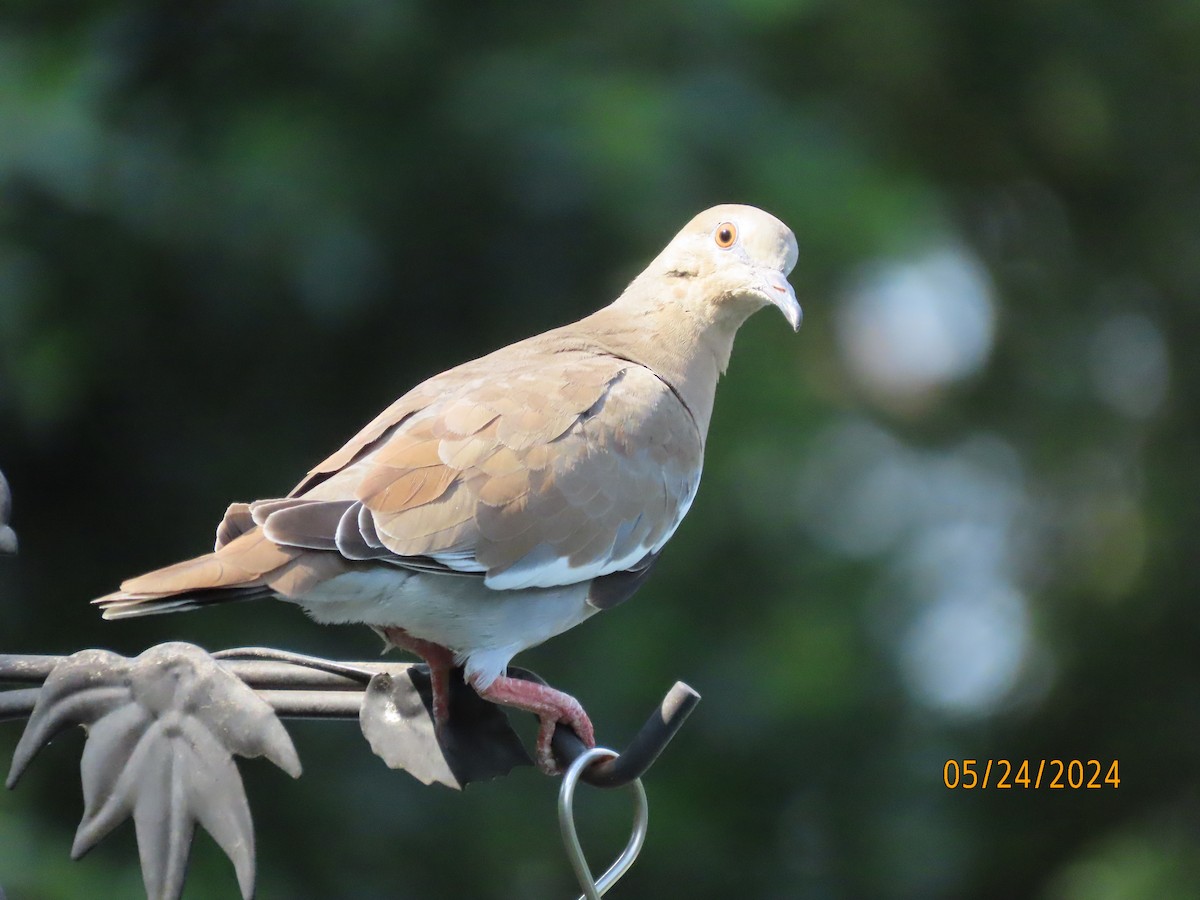 White-winged Dove - ML619547652