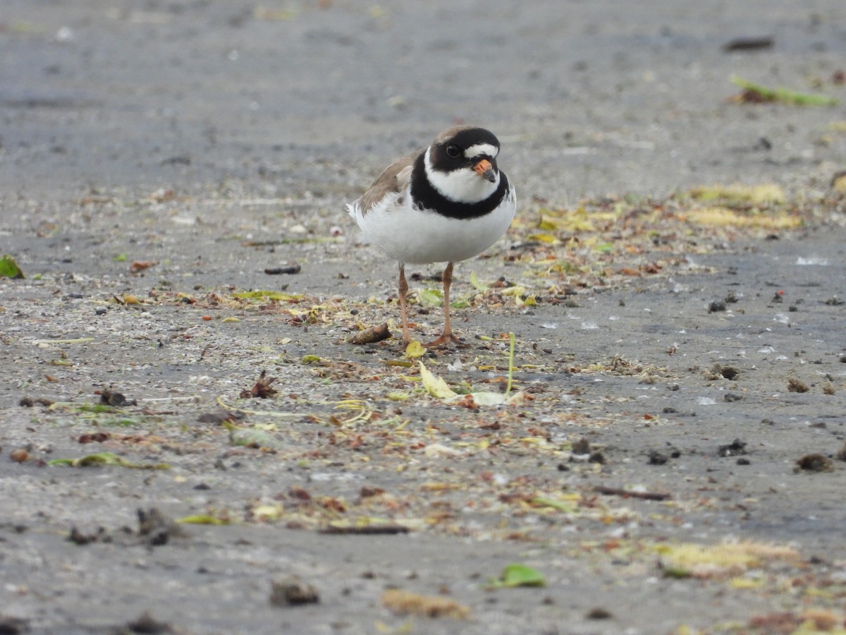 Semipalmated Plover - ML619547669