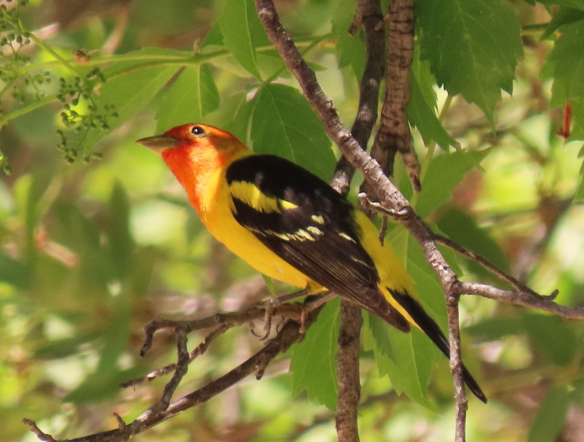 Western Tanager - ML619547701