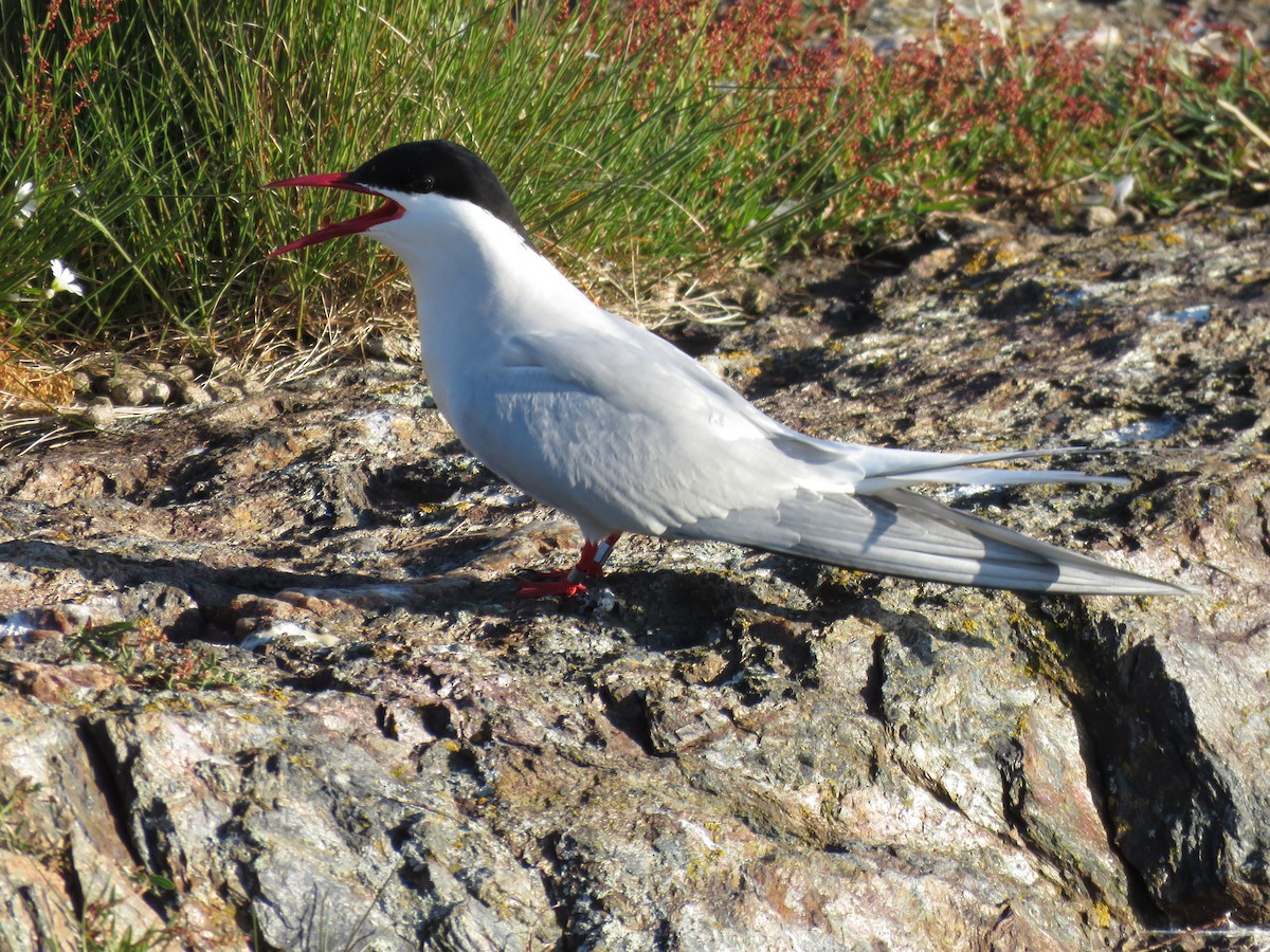 Arctic Tern - ML619547725