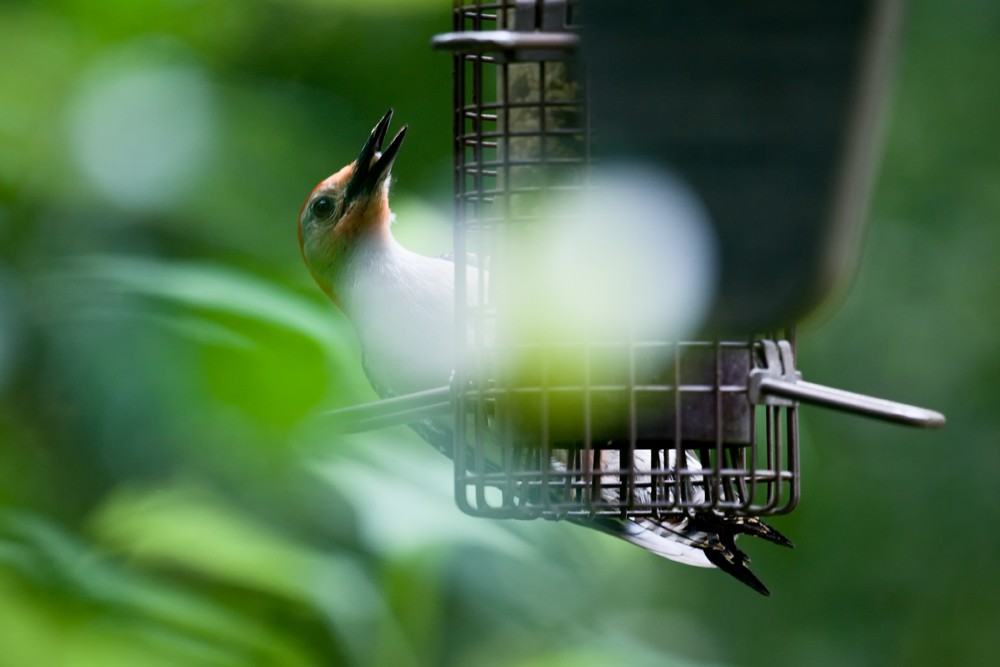 Red-bellied Woodpecker - ML619547728