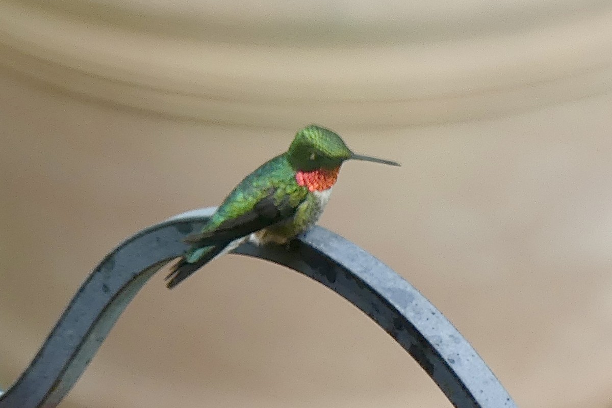 Ruby-throated Hummingbird - ML619547729
