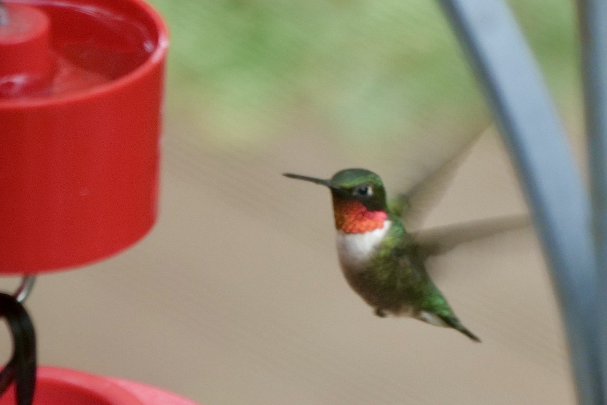 Ruby-throated Hummingbird - ML619547732