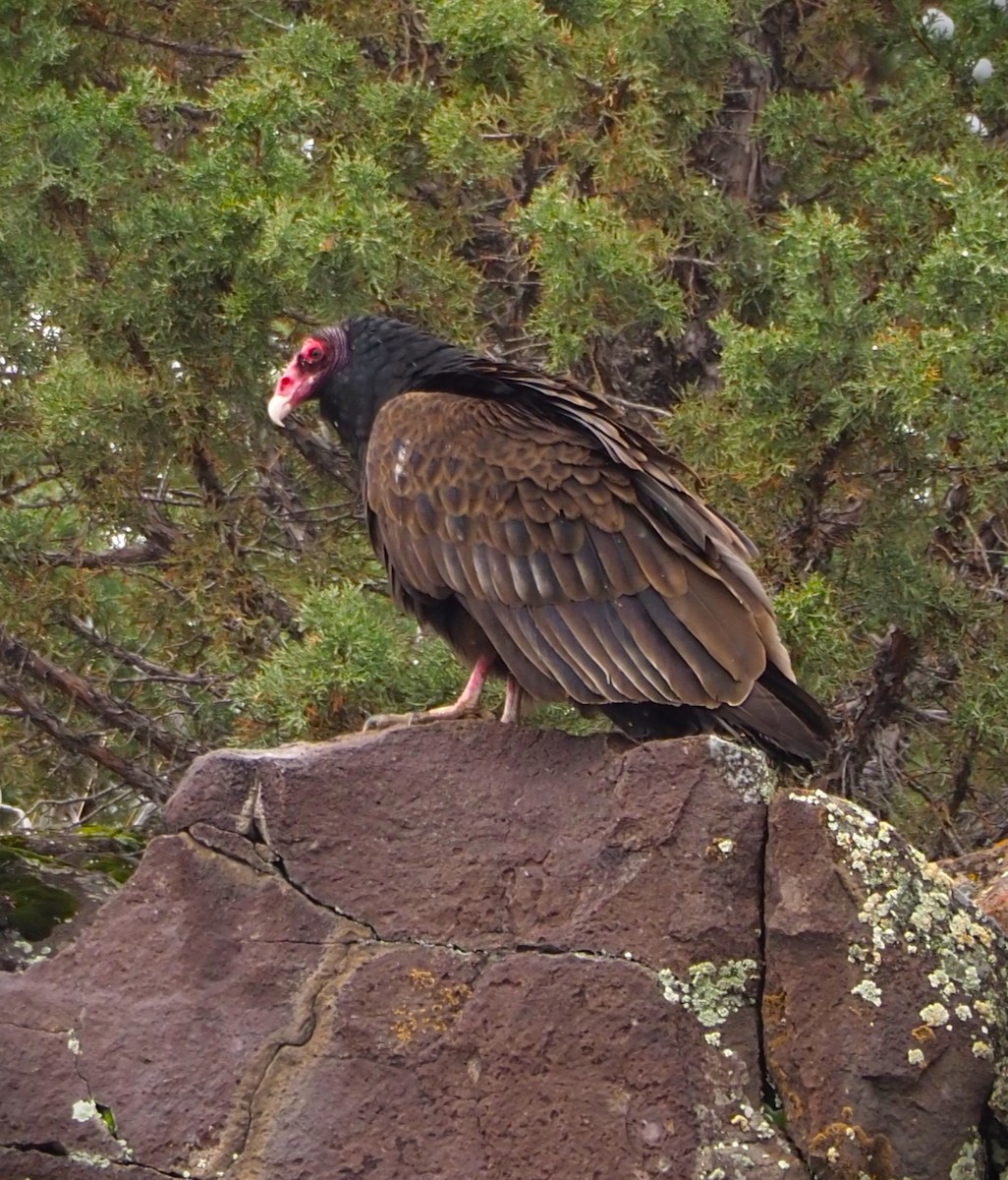 Turkey Vulture - ML619547759