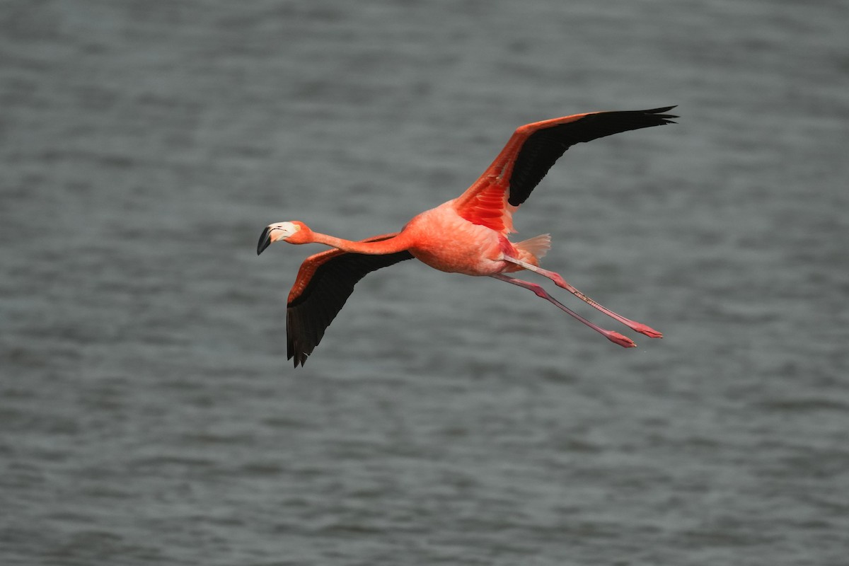 Amerika Flamingosu - ML619547788