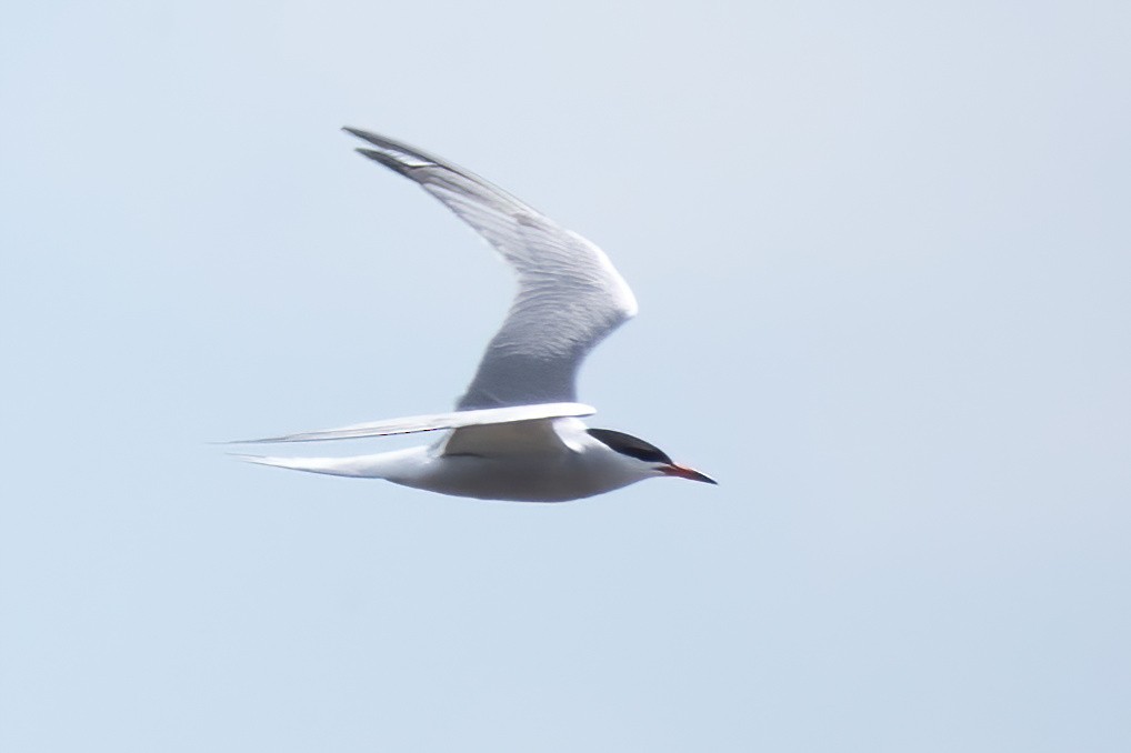 Common Tern - ML619547789