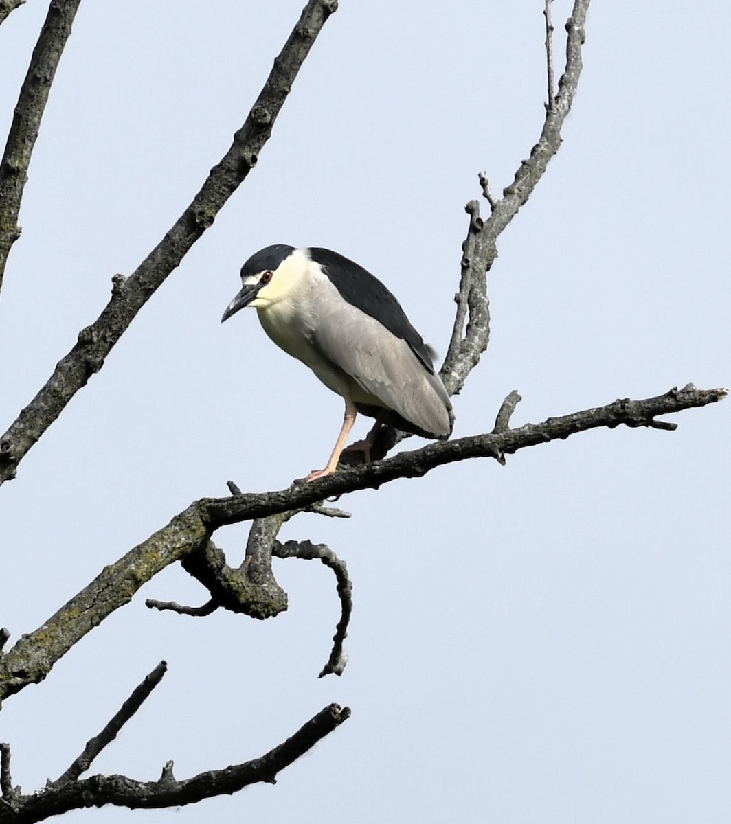 Black-crowned Night Heron - ML619547808