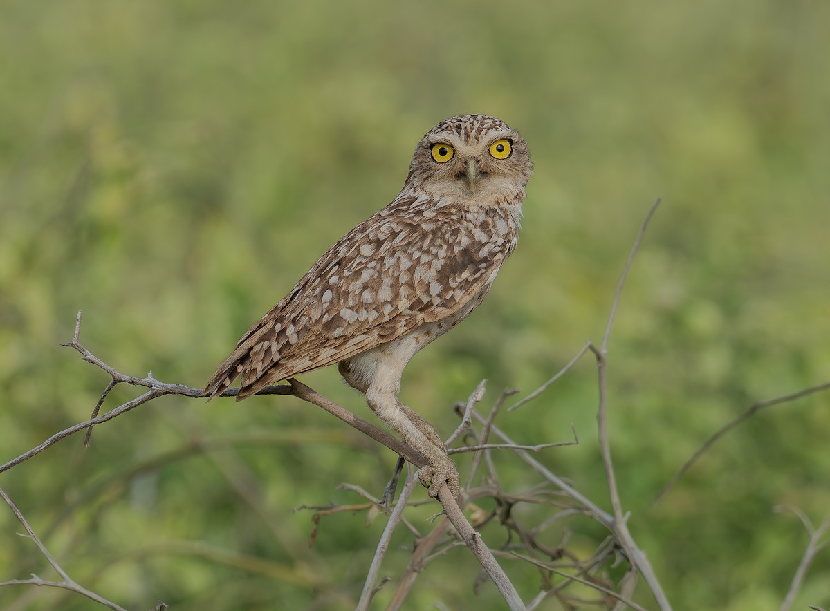Burrowing Owl - ML619547819