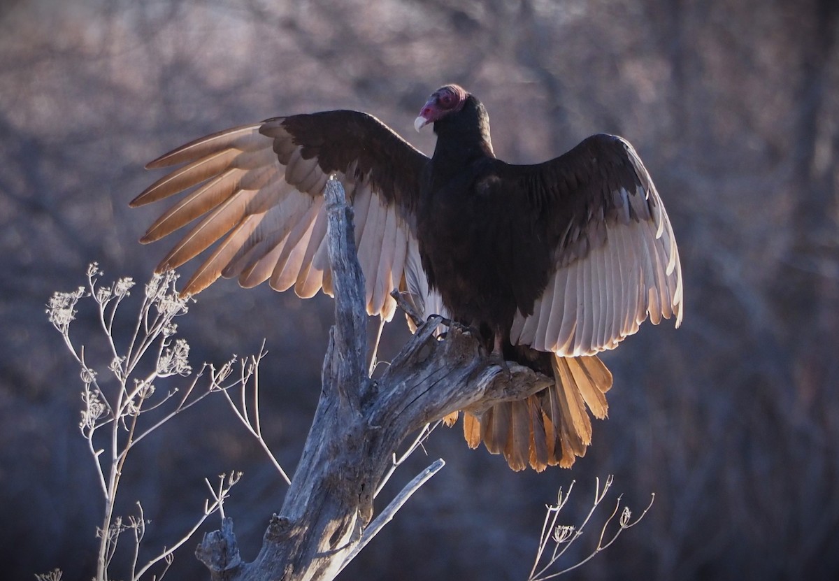 Turkey Vulture - ML619547827