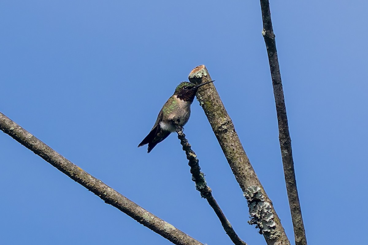 Yakut Boğazlı Kolibri - ML619547830