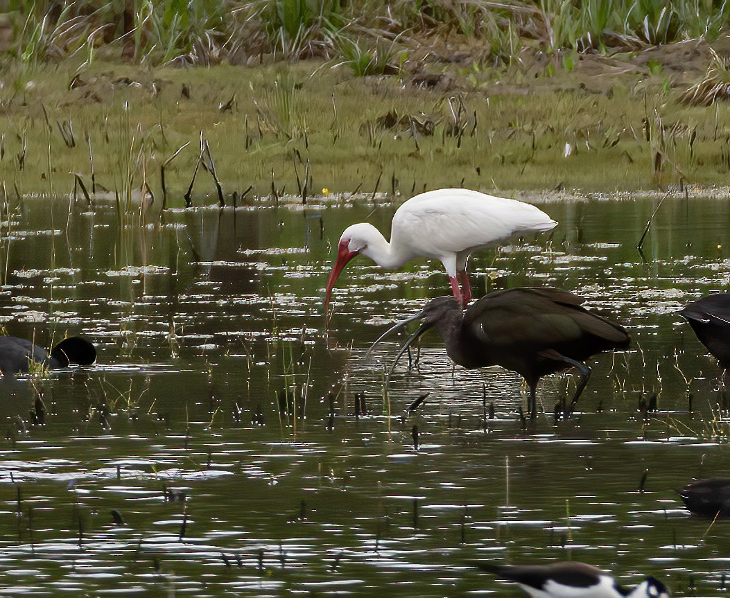 ibis bílý - ML619547860