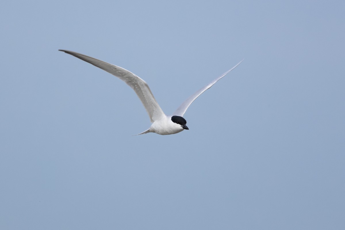 Gull-billed Tern - ML619547889