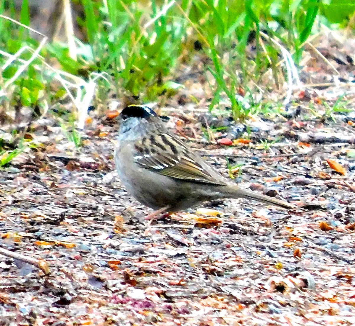 Golden-crowned Sparrow - ML619547890