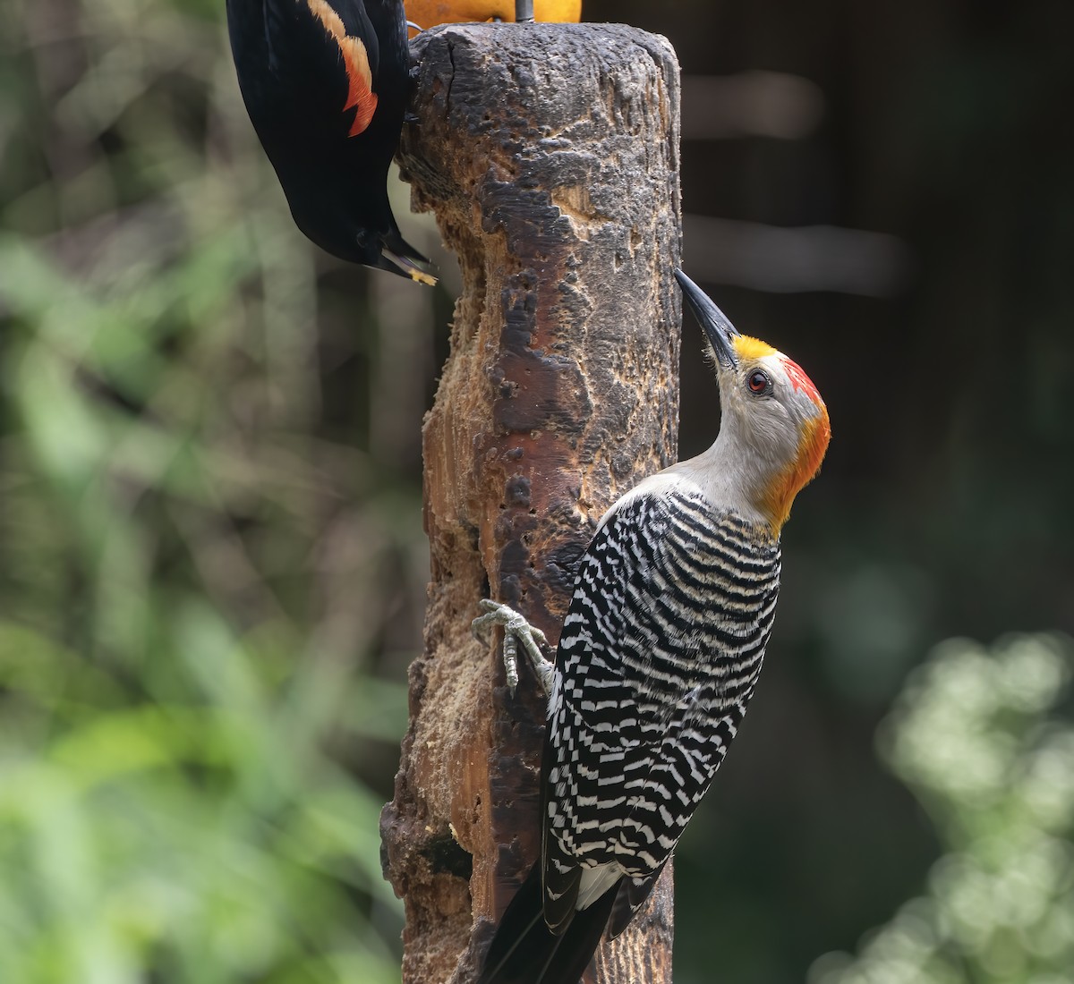 Golden-fronted Woodpecker - ML619547903