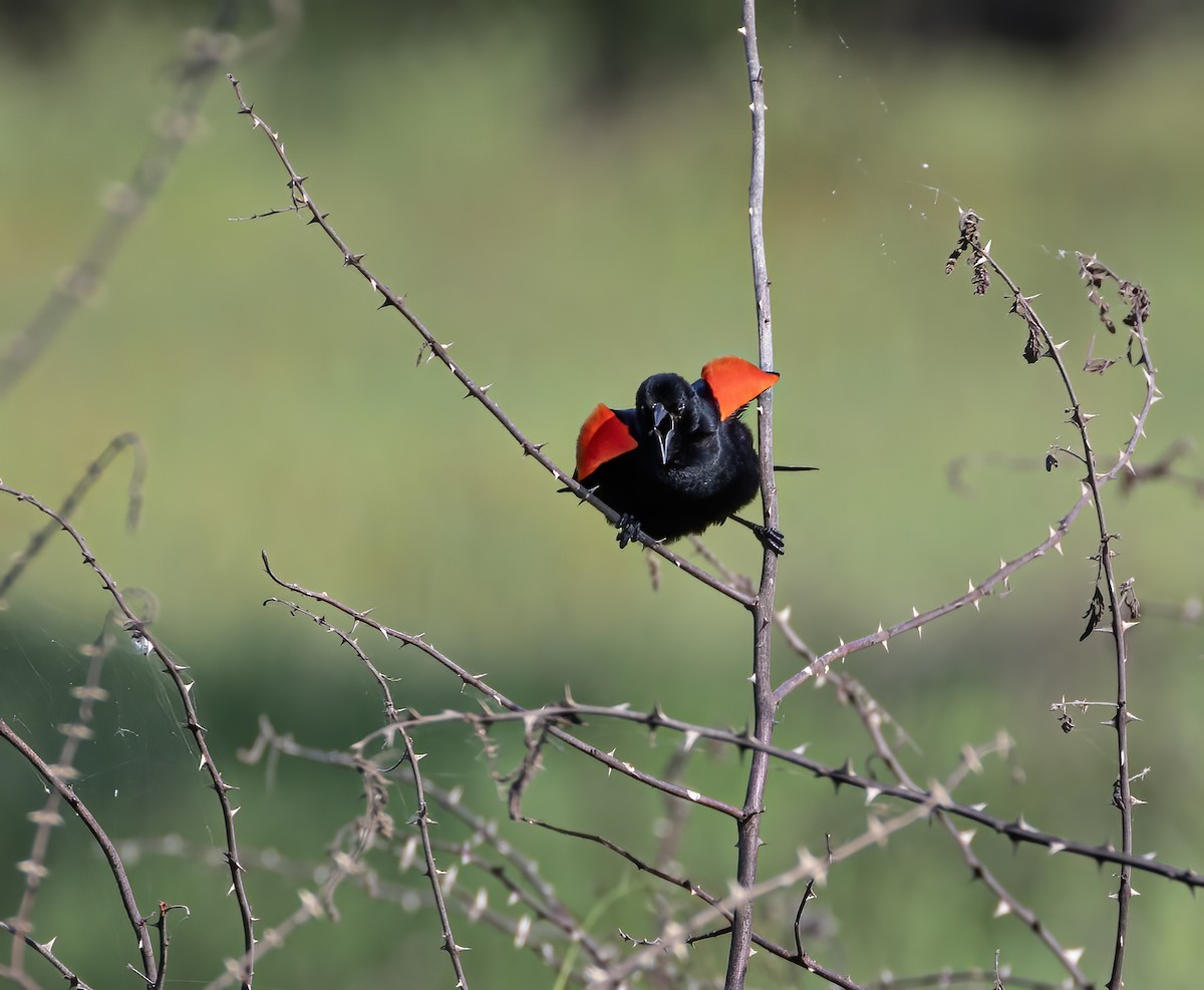 Red-winged Blackbird - ML619547908