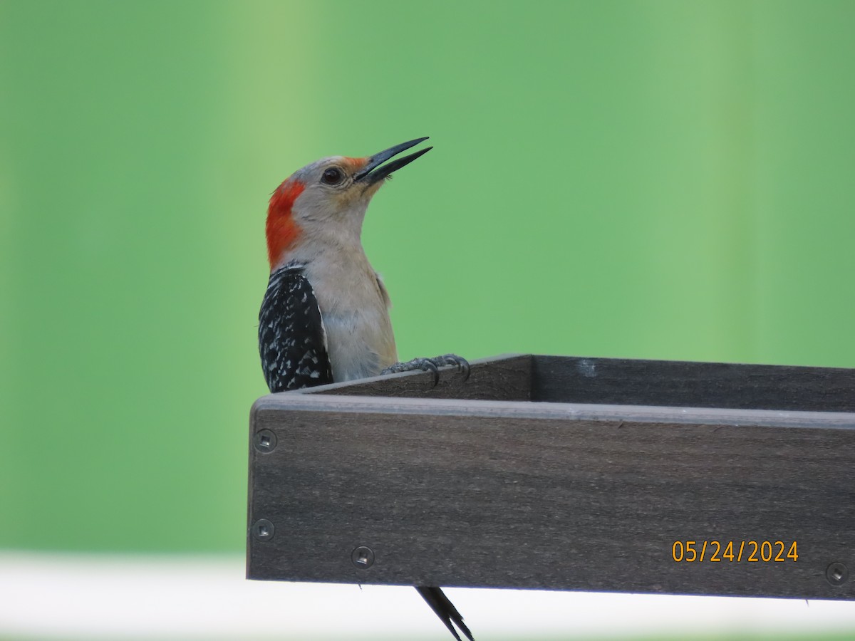 Red-bellied Woodpecker - ML619547925