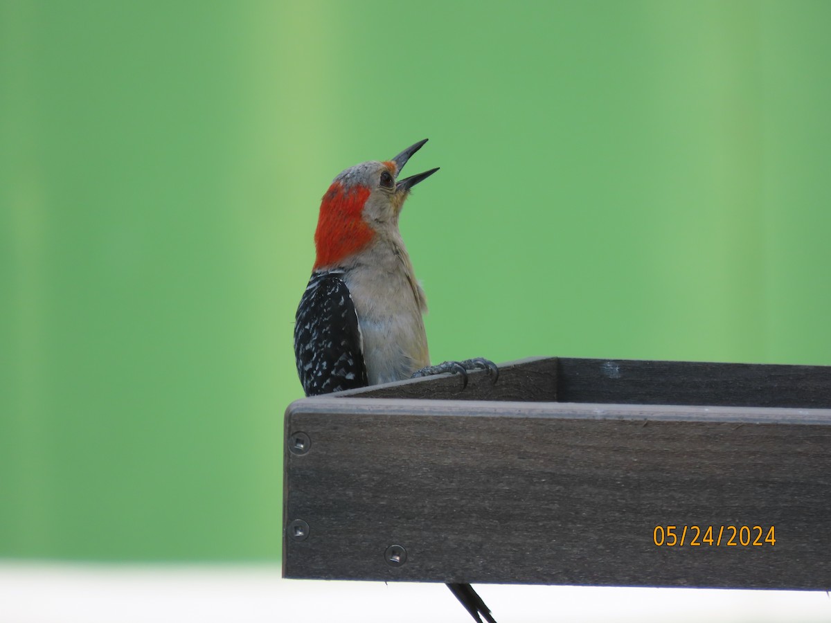 Red-bellied Woodpecker - ML619547926