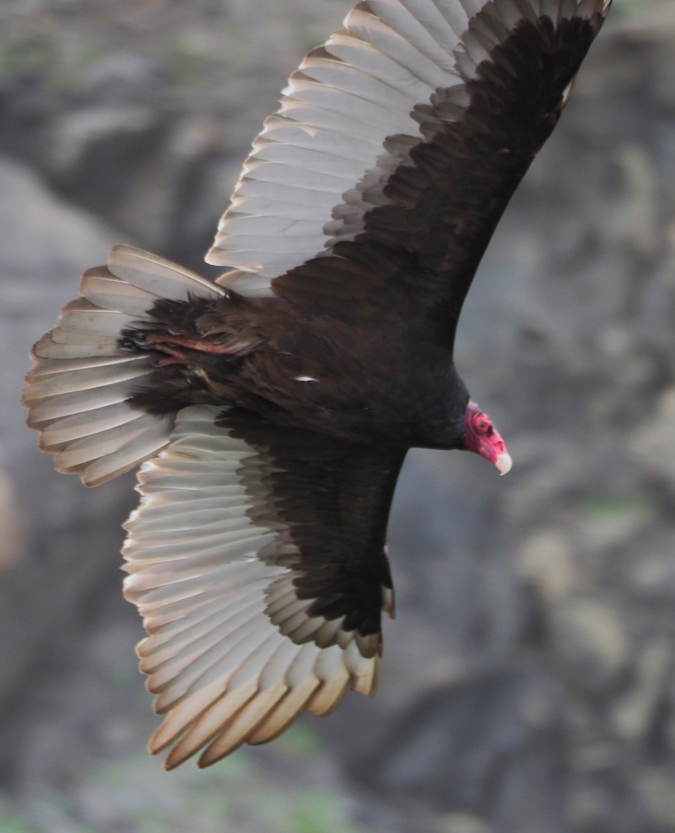 Turkey Vulture - ML619547929