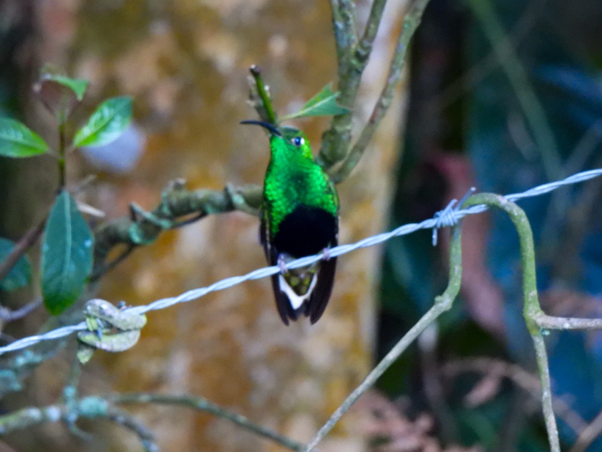 kolibřík aksamitový - ML619547962