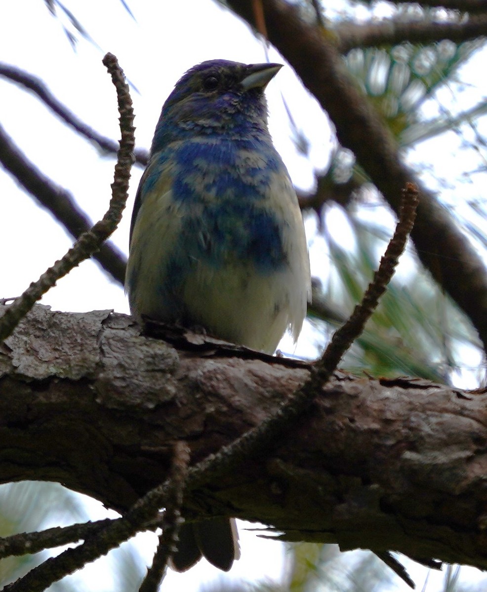 eBird Checklist 24 May 2024 Great Smoky Mountains NPCades Cove
