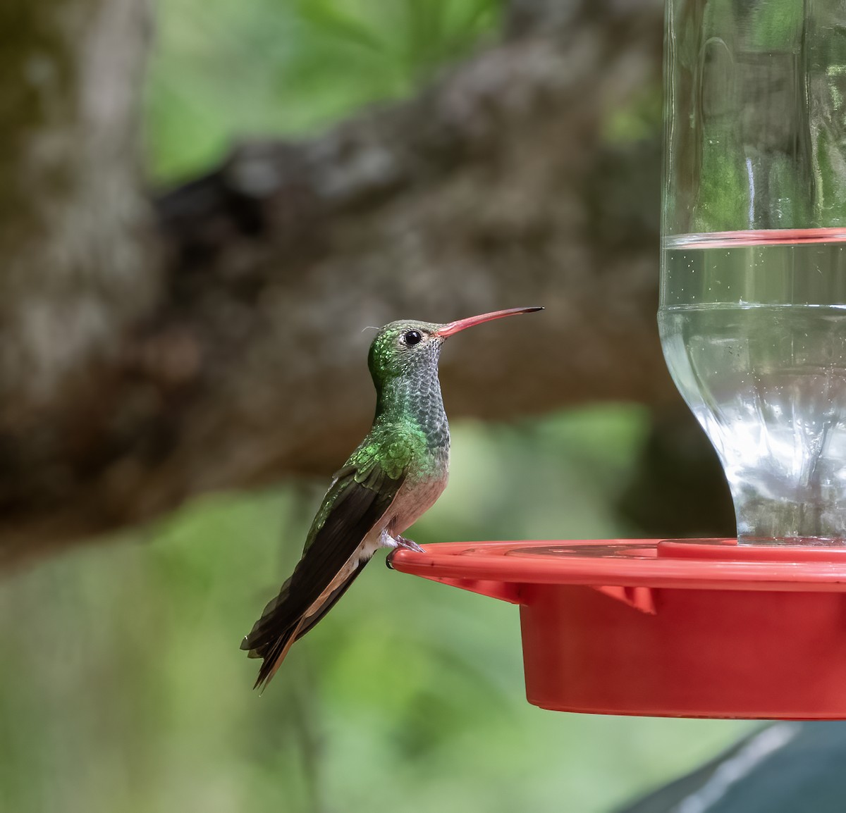 kolibřík yukatanský - ML619548084