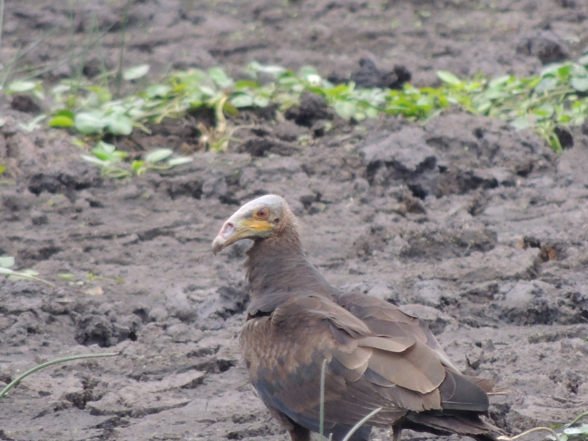 Lesser Yellow-headed Vulture - ML619548123