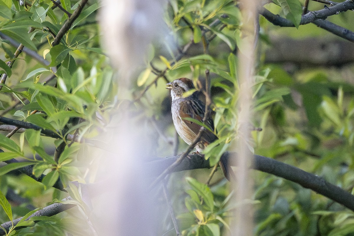 Swamp Sparrow - ML619548178