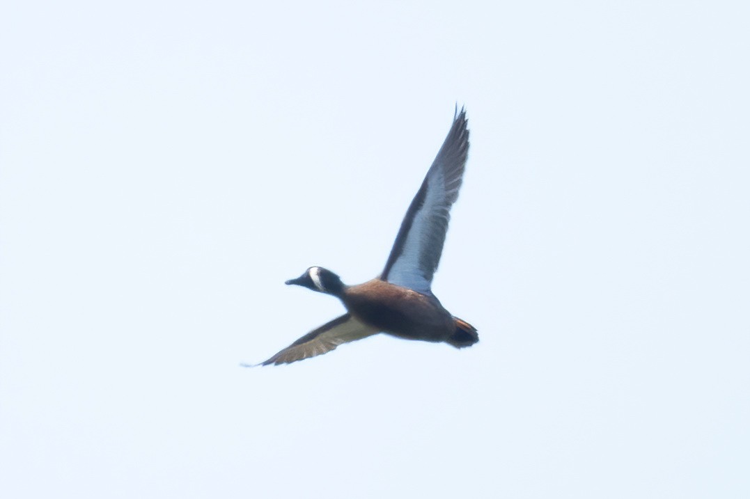 Blue-winged Teal - ML619548194