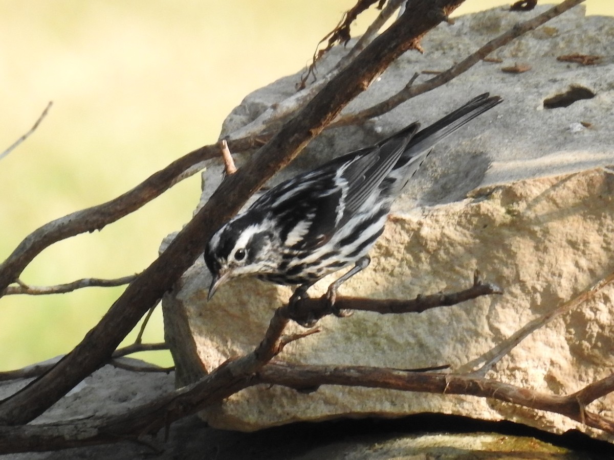 Black-and-white Warbler - ML619548201