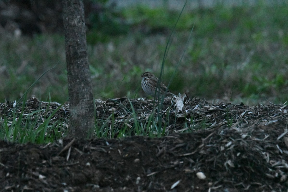 Savannah Sparrow - ML619548222
