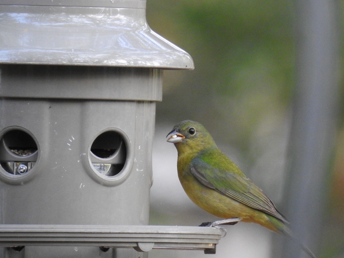 Painted Bunting - ML619548267