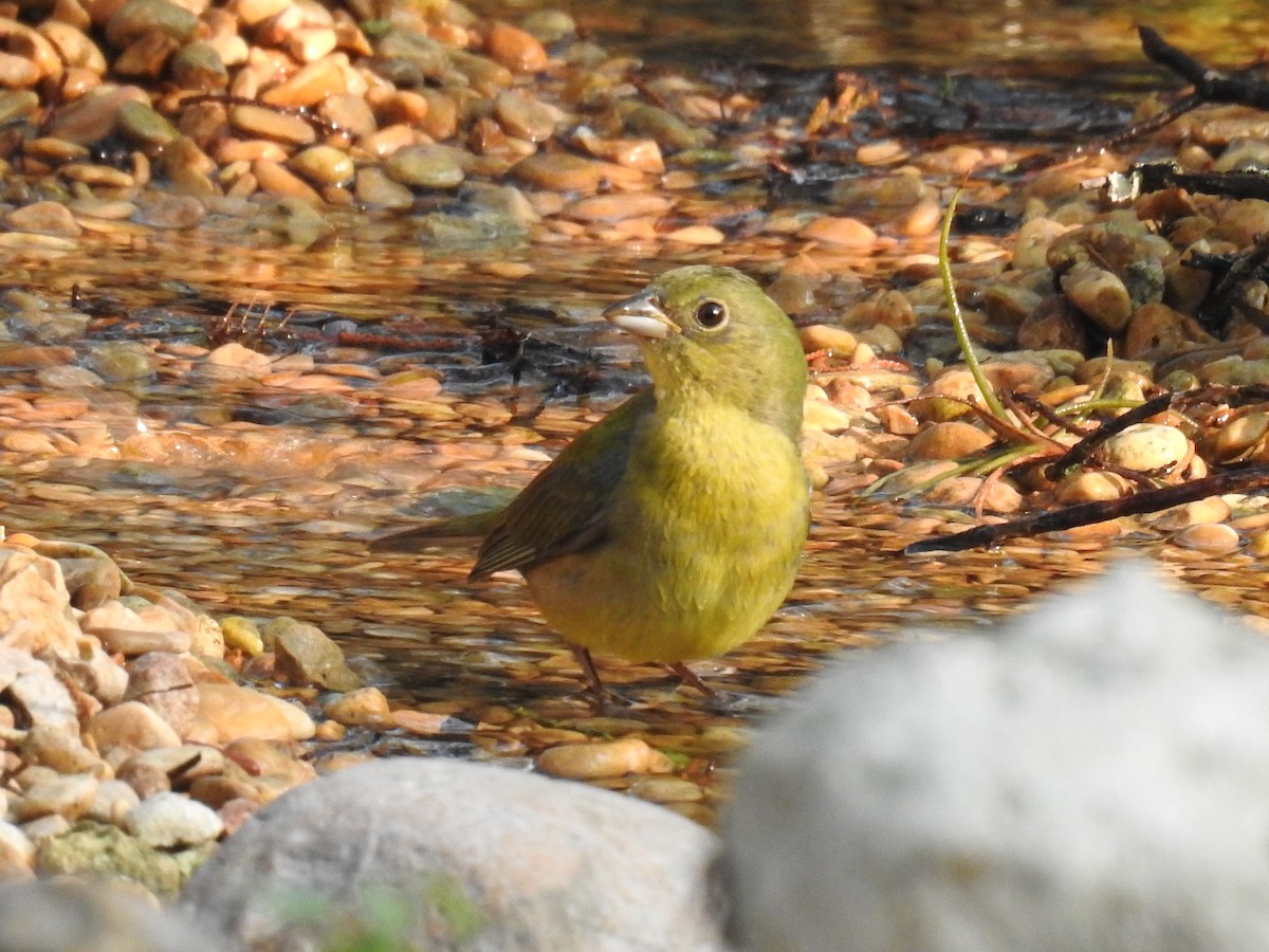 Painted Bunting - ML619548314