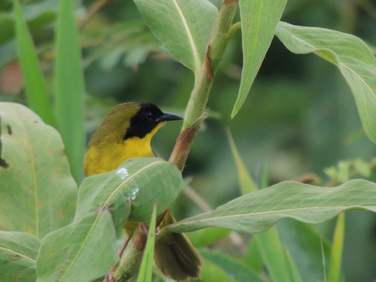 Olive-crowned Yellowthroat - ML619548353