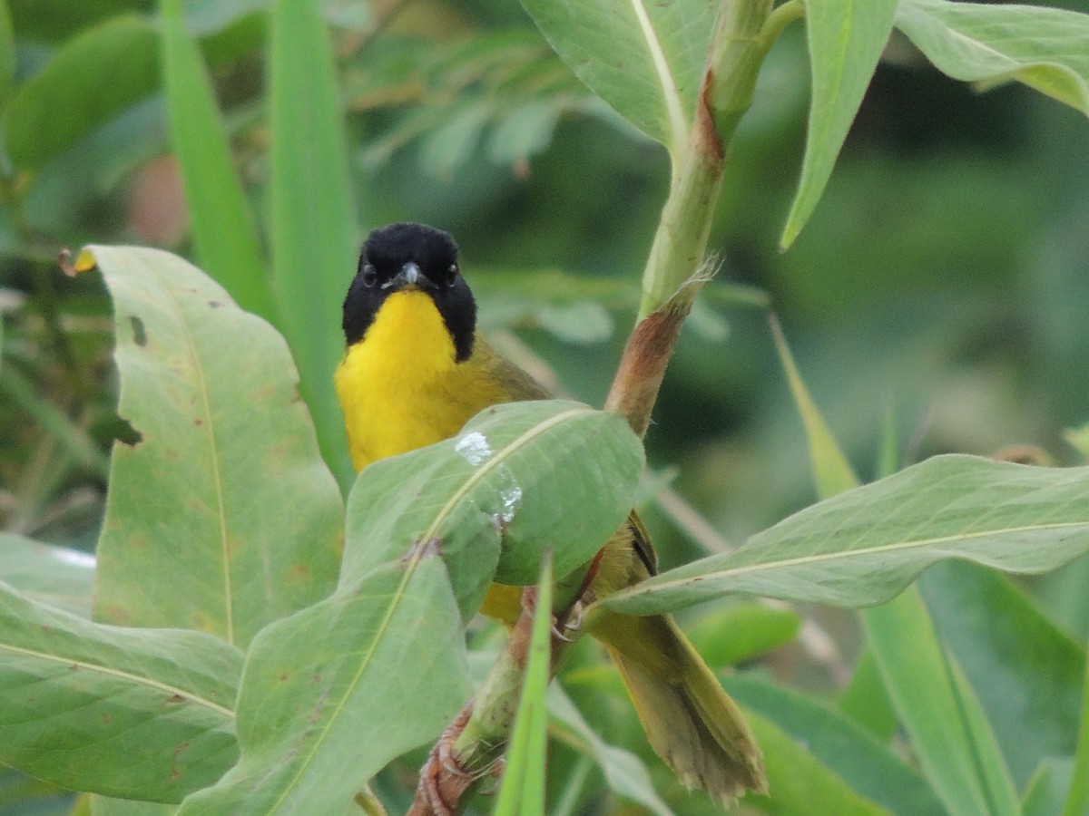 Olive-crowned Yellowthroat - ML619548354