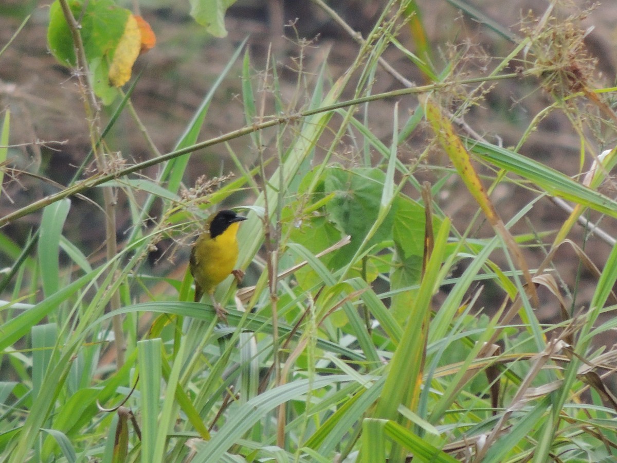 Olive-crowned Yellowthroat - ML619548355