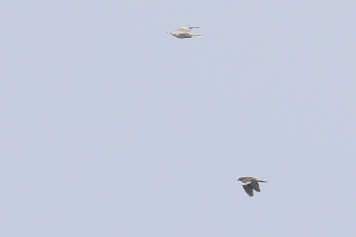 White-winged Dove - ML619548389