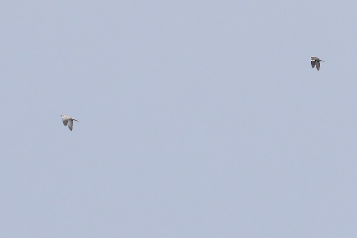 White-winged Dove - ML619548390