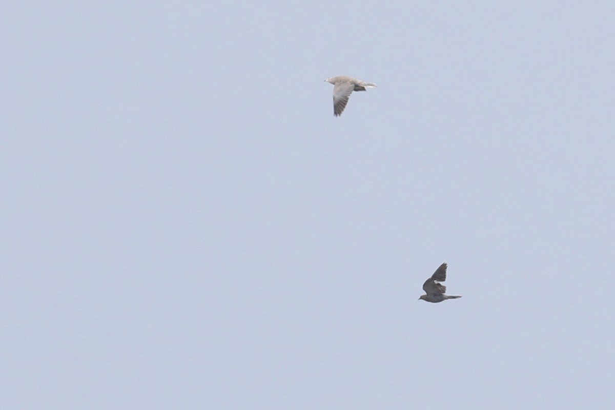 White-winged Dove - ML619548391